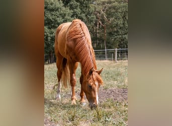 Hanovrien, Hongre, 5 Ans, 166 cm, Alezan