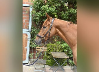 Hanovrien, Hongre, 5 Ans, 166 cm, Alezan
