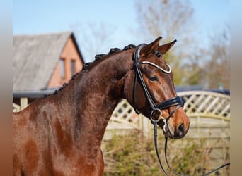 Hanovrien, Hongre, 5 Ans, 166 cm, Bai brun