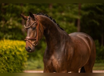 Hanovrien, Hongre, 5 Ans, 167 cm, Bai brun