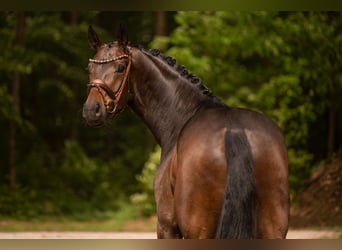 Hanovrien, Hongre, 5 Ans, 167 cm, Bai brun