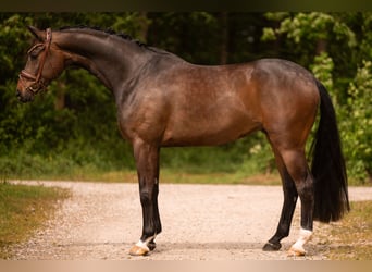 Hanovrien, Hongre, 5 Ans, 167 cm, Bai brun