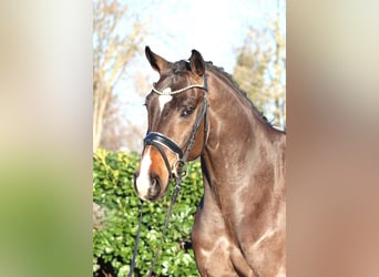 Hanovrien, Hongre, 5 Ans, 167 cm, Bai