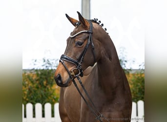 Hanovrien, Hongre, 5 Ans, 167 cm, Bai