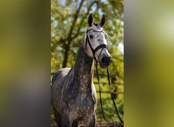 Hanovrien, Hongre, 5 Ans, 167 cm, Gris