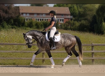 Hanovrien, Hongre, 5 Ans, 167 cm, Gris