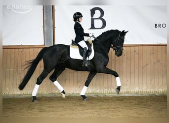 Hanovrien, Hongre, 5 Ans, 167 cm, Noir