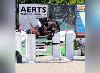 Hanovrien, Hongre, 5 Ans, 167 cm, Noir