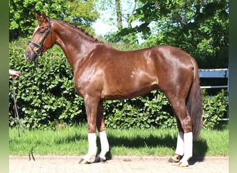 Hanovrien, Hongre, 5 Ans, 168 cm, Alezan brûlé