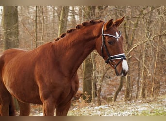 Hanovrien, Hongre, 5 Ans, 168 cm, Alezan brûlé