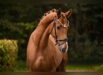 Hanovrien, Hongre, 5 Ans, 168 cm, Alezan