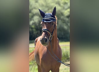 Hanovrien, Hongre, 5 Ans, 168 cm, Alezan