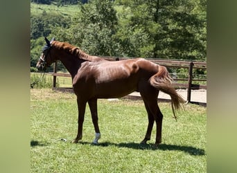 Hanovrien, Hongre, 5 Ans, 168 cm, Alezan