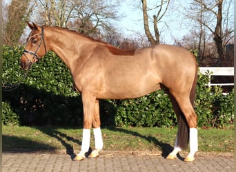 Hanovrien, Hongre, 5 Ans, 168 cm, Alezan