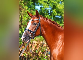 Hanovrien, Hongre, 5 Ans, 168 cm, Alezan Hanovrien, Hongre, 5 Ans, 168 cm, Alezan