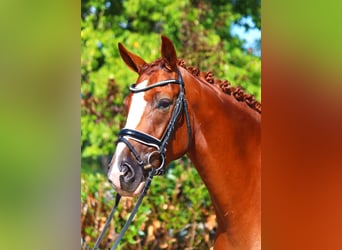 Hanovrien, Hongre, 5 Ans, 168 cm, Alezan Hanovrien, Hongre, 5 Ans, 168 cm, Alezan