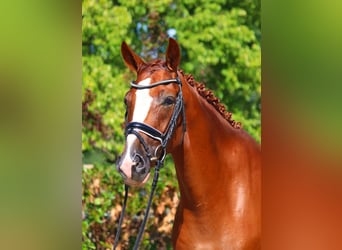 Hanovrien, Hongre, 5 Ans, 168 cm, Alezan Hanovrien, Hongre, 5 Ans, 168 cm, Alezan