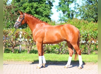 Hanovrien, Hongre, 5 Ans, 168 cm, Alezan Hanovrien, Hongre, 5 Ans, 168 cm, Alezan