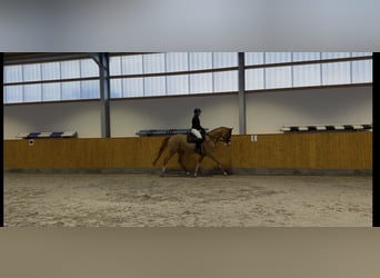 Hanovrien, Hongre, 5 Ans, 168 cm, Alezan