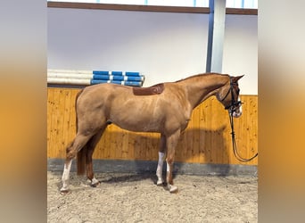 Hanovrien, Hongre, 5 Ans, 168 cm, Alezan