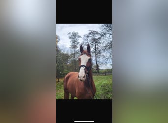 Hanovrien, Hongre, 5 Ans, 168 cm, Alezan