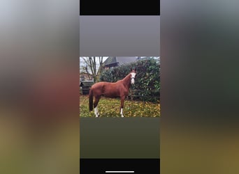 Hanovrien, Hongre, 5 Ans, 168 cm, Alezan