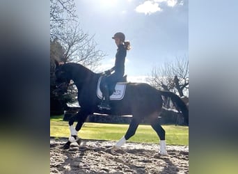 Hanovrien, Hongre, 5 Ans, 168 cm, Bai brun