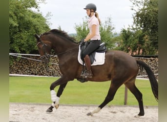 Hanovrien, Hongre, 5 Ans, 168 cm, Bai brun