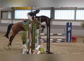 Hanovrien, Hongre, 5 Ans, 168 cm, Bai brun