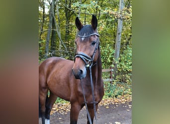 Hanovrien, Hongre, 5 Ans, 168 cm, Bai brun