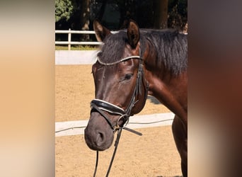 Hanovrien, Hongre, 5 Ans, 168 cm, Bai brun foncé