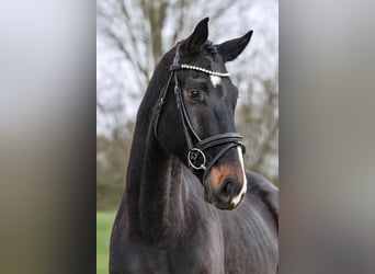 Hanovrien, Hongre, 5 Ans, 168 cm, Bai brun foncé