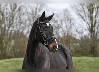 Hanovrien, Hongre, 5 Ans, 168 cm, Bai brun foncé