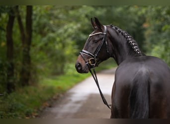 Hanovrien, Hongre, 5 Ans, 168 cm, Bai