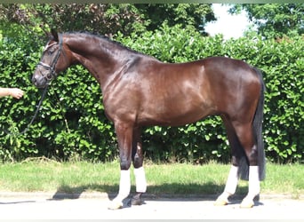 Hanovrien, Hongre, 5 Ans, 168 cm, Bai