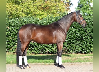 Hanovrien, Hongre, 5 Ans, 168 cm, Bai