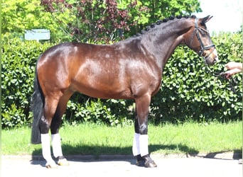Hanovrien, Hongre, 5 Ans, 168 cm, Bai