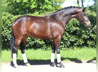 Hanovrien, Hongre, 5 Ans, 168 cm, Bai