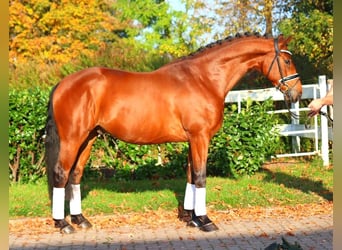 Hanovrien, Hongre, 5 Ans, 168 cm, Bai