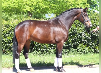 Hanovrien, Hongre, 5 Ans, 168 cm, Bai
