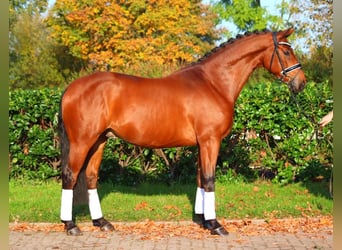 Hanovrien, Hongre, 5 Ans, 168 cm, Bai