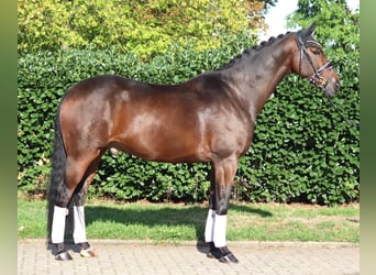 Hanovrien, Hongre, 5 Ans, 168 cm, Bai