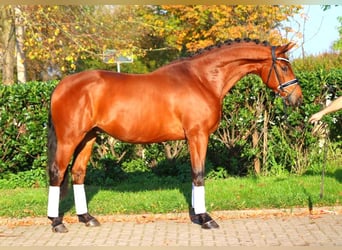 Hanovrien, Hongre, 5 Ans, 168 cm, Bai