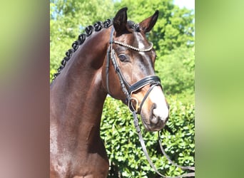 Hanovrien, Hongre, 5 Ans, 168 cm, Bai