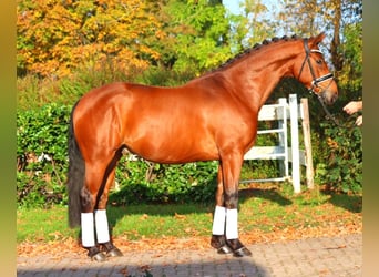 Hanovrien, Hongre, 5 Ans, 168 cm, Bai