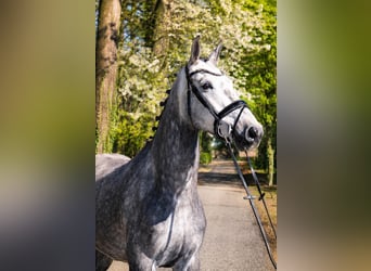 Hanovrien, Hongre, 5 Ans, 168 cm, Gris
