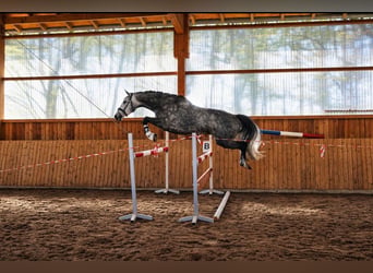 Hanovrien, Hongre, 5 Ans, 168 cm, Gris