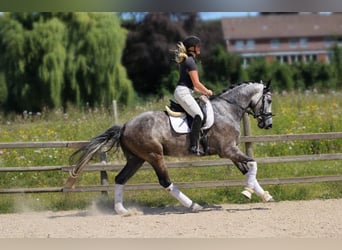 Hanovrien, Hongre, 5 Ans, 168 cm, Gris
