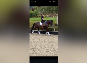 Hanovrien, Hongre, 5 Ans, 168 cm, Noir