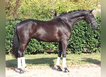 Hanovrien, Hongre, 5 Ans, 168 cm, Noir